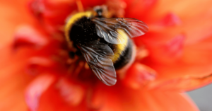 Bee on red flower representing meme trends for 2025