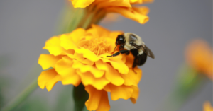 bee on marigold representing social nectar blog what is ales funnel marketing