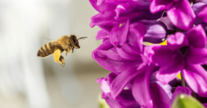 bee on flower representing what is direct response marketing