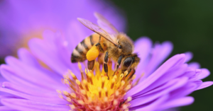 bee on flower representing seo relevance in 2024