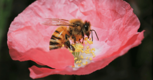 bee on flower representing video on websites for social nectar blog