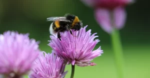 Bee on purple flower representing social nectar power of analytics