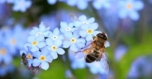 Bee on forget me not representing social nectar blog website seo optimization