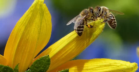 Two bees on flower representing email marketing and connecting with your audience