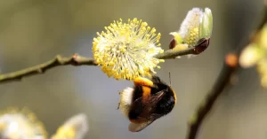 bee on stem representing social nectar social media strategies that work