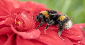 Bee on red flower representing social nectar alt tagging photos