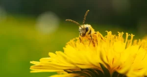 Bee on sunflower representing social nectar blog knowing your marketing budget is key