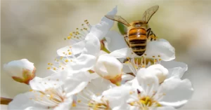 Bee on flower representing social nectar blogging to build your brand