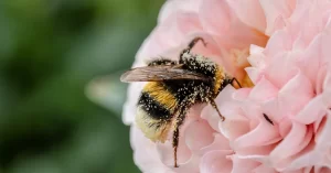 bee on pink flower representing social nectar why you need s social media strategy