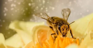 bee w pollen represents social nectar SEO and AEO